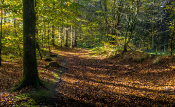 Картинка природа лес деревья