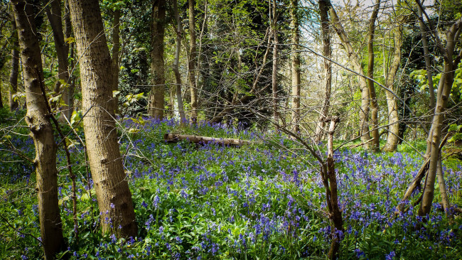 Обои картинки фото природа, лес, деревья