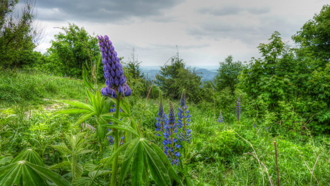 Обои картинки фото природа, луга, лес, цветы, трава