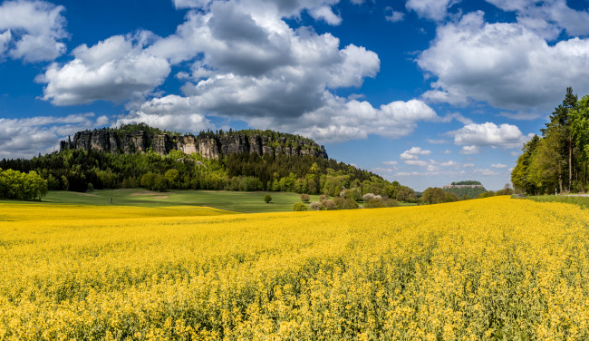 Обои картинки фото природа, пейзажи, трава, лес, цветы