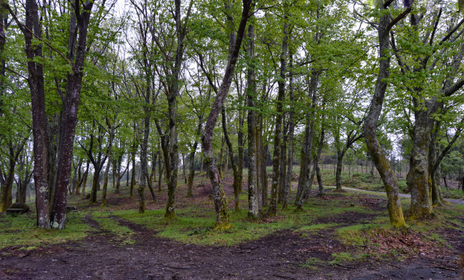 Обои картинки фото природа, лес, деревья