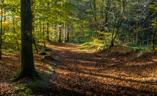 Обои картинки фото природа, лес, деревья