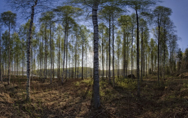 Обои картинки фото природа, лес, деревья