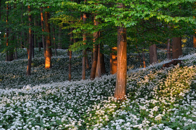 Обои картинки фото природа, лес, деревья