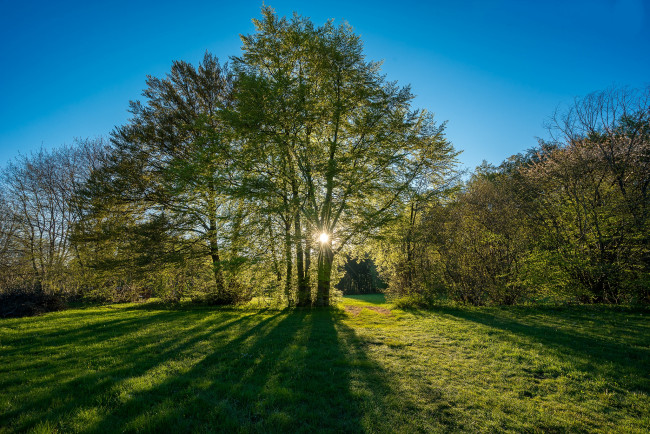 Обои картинки фото природа, лес, деревья