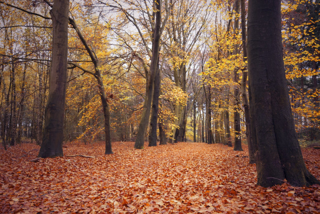 Обои картинки фото природа, лес, деревья