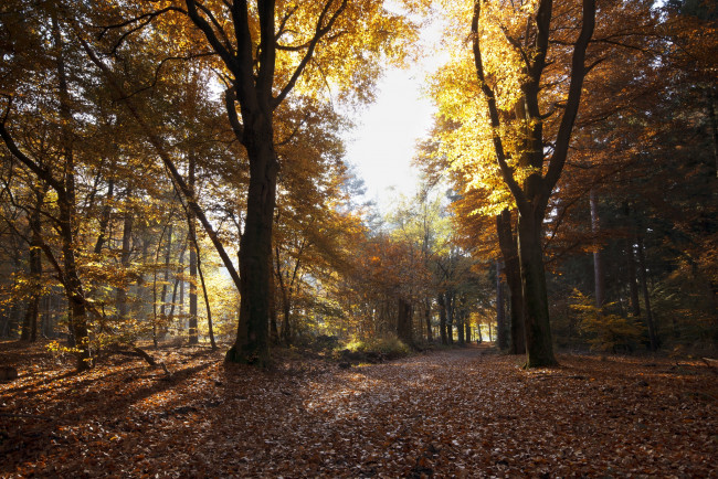 Обои картинки фото природа, лес, деревья