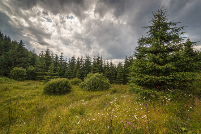 Обои картинки фото природа, лес, деревья