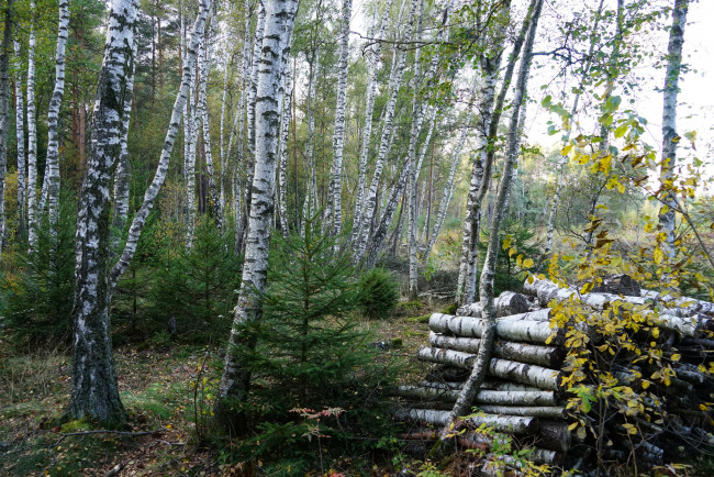 Обои картинки фото природа, лес, деревья