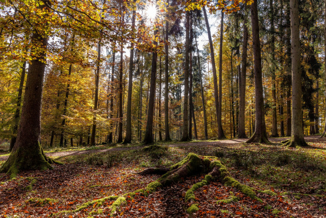 Обои картинки фото природа, лес, деревья