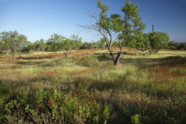 Обои картинки фото природа, луга, цветы, деревья, трава