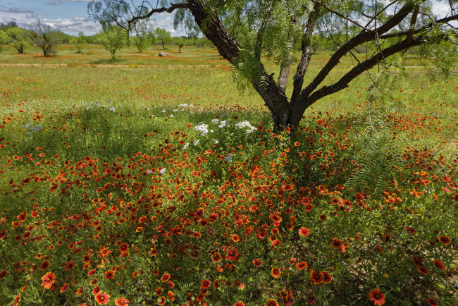 Обои картинки фото природа, луга, цветы, трава, деревья