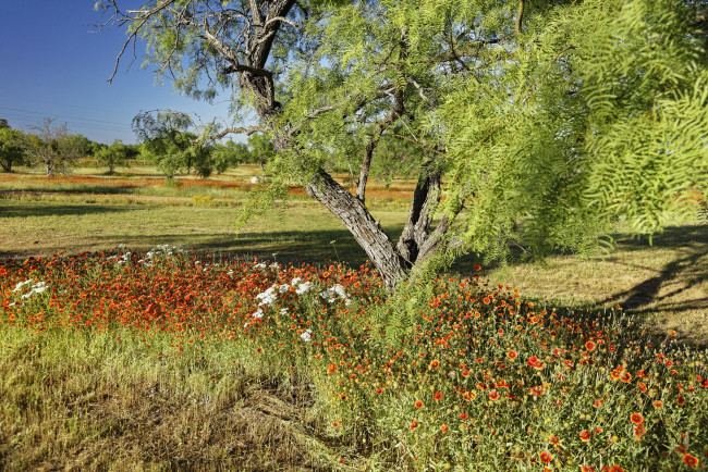 Обои картинки фото природа, луга, деревья, трава, цветы