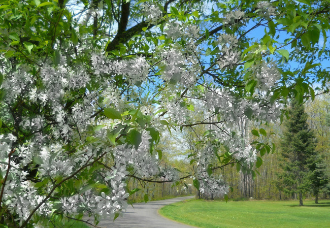 Обои картинки фото природа, деревья, крона, листья