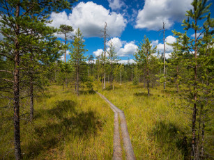 Картинка природа дороги тракт