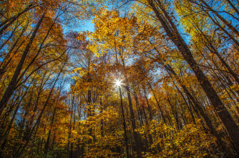 Картинка природа лес деревья