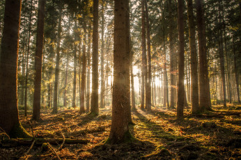 Картинка природа лес деревья