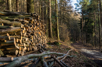 Картинка природа лес деревья