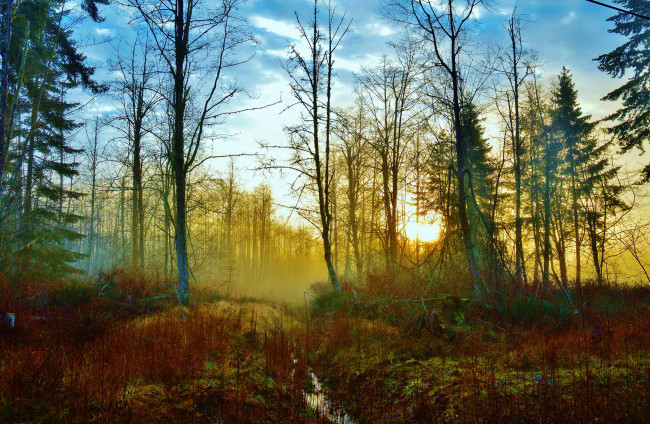 Обои картинки фото природа, лес, деревья