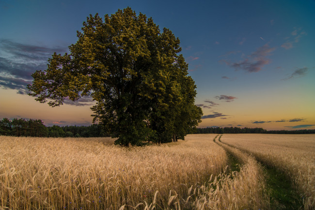 Обои картинки фото природа, дороги, тракт