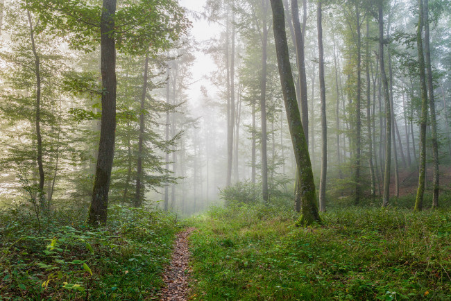 Обои картинки фото природа, лес, деревья