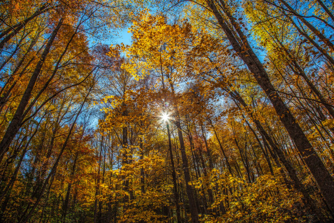 Обои картинки фото природа, лес, деревья