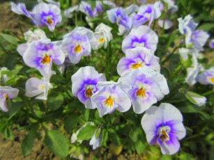 Картинка цветы анютины+глазки+ садовые+фиалки весна 2018