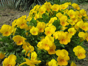 обоя цветы, анютины глазки , садовые фиалки, весна, 2018