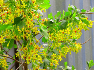 обоя цветы, цветущие овощи,  ягоды, весна, 2018