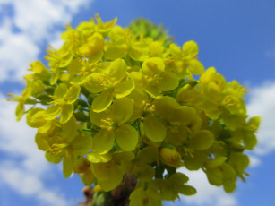 Картинка цветы луговые+ полевые +цветы весна 2018