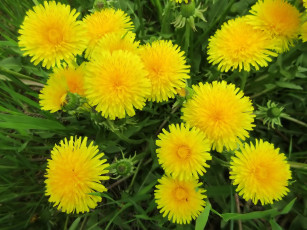 Картинка цветы одуванчики весна 2018