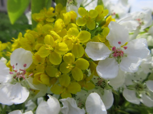 Картинка цветы разные+вместе весна 2018