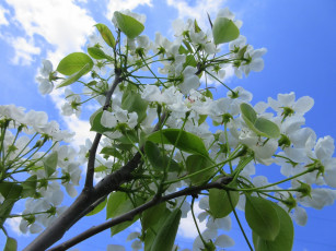 Картинка цветы сакура +вишня весна 2018