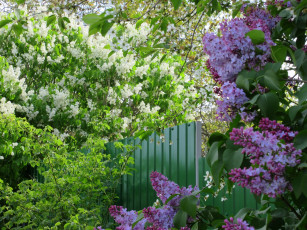 Картинка цветы сирень весна 2018