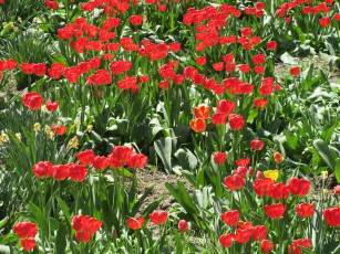 Картинка цветы тюльпаны весна 2018