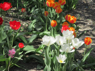 Картинка цветы тюльпаны весна 2018