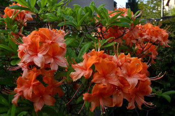 Картинка цветы рододендроны+ азалии азалия