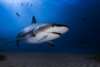 Картинка животные акулы океан