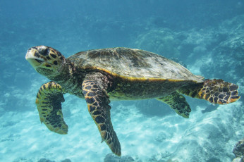 обоя животные, Черепахи, океан