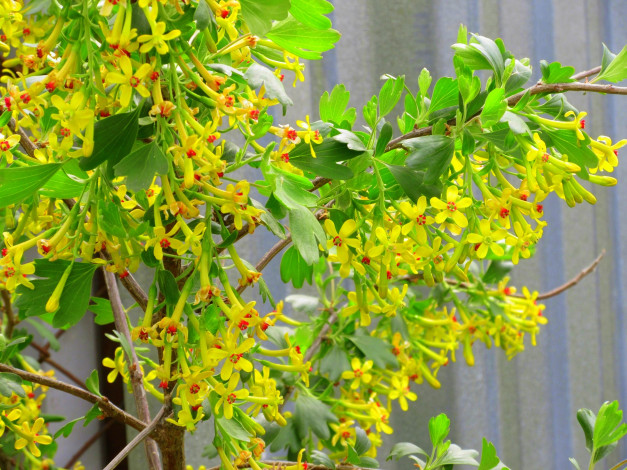 Обои картинки фото цветы, цветущие овощи,  ягоды, весна, 2018