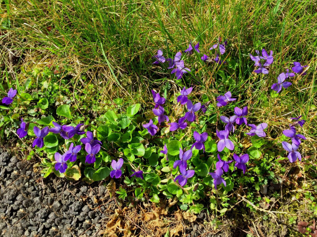 Обои картинки фото цветы, фиалки, лиловый