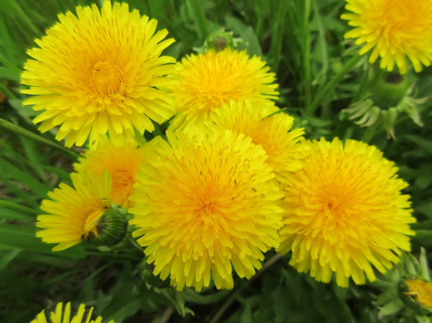 Обои картинки фото цветы, одуванчики, весна, 2018