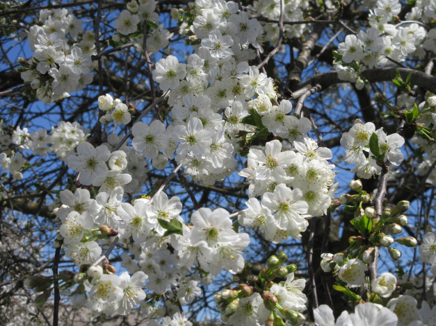 Обои картинки фото цветы, сакура,  вишня, апрель, весна, 2018