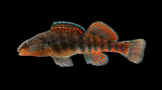 Обои картинки фото животные, рыбы, рыбка