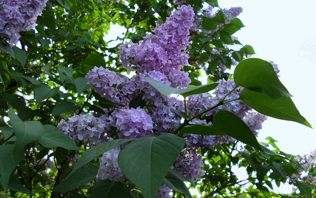 Обои картинки фото цветы, сирень, ветка