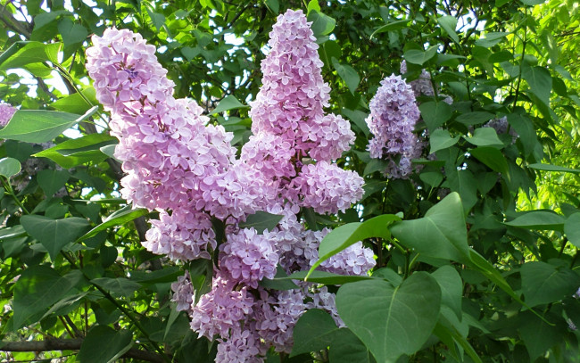 Обои картинки фото цветы, сирень, ветка