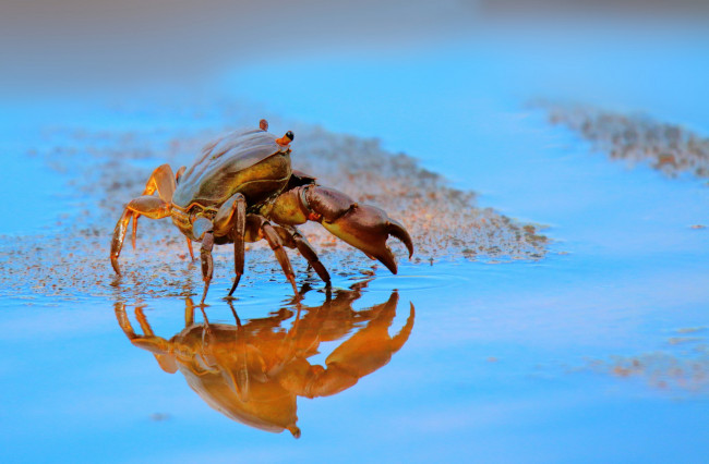 Обои картинки фото животные, крабы,  раки, крабик