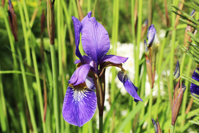 Обои картинки фото цветы, ирисы, зелень, цветок, ирис