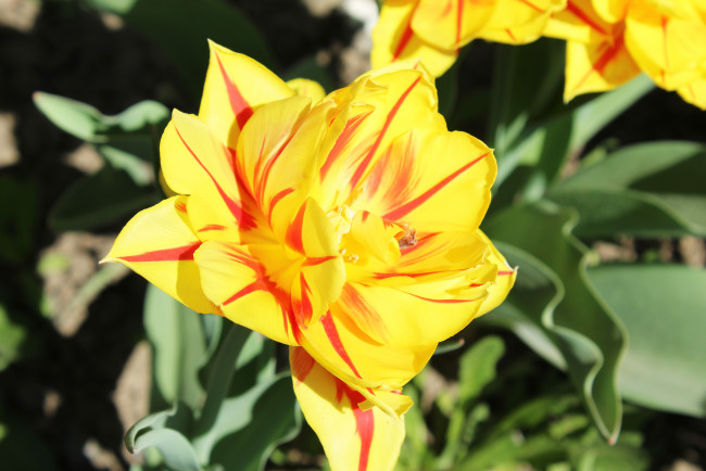 Обои картинки фото цветы, тюльпаны, желтый, тюльпан