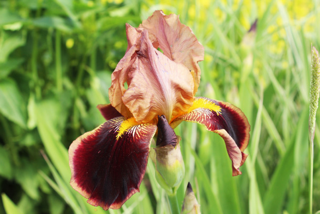 Обои картинки фото ирис, цветы, ирисы, коричневый, цветок